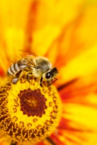 Bees-pollens-health-benefits-200x300